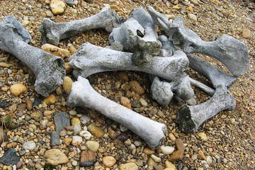 Prehistoric bones on the ground
