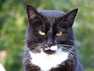 Close up portrait of black cat with white neck and opened eyes in the garden