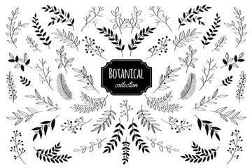 Hand drawn vector floral elements. Branches and leaves. Herbs and plants collection. Vintage botanical illustrations.  - obrazy, fototapety, plakaty