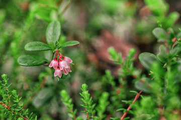 Cowberry bush with pale pink flowers flowers closeup