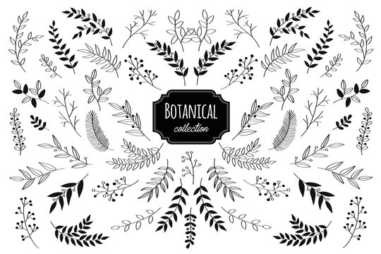 Hand drawn vector floral elements. Branches and leaves. Herbs and plants collection. Vintage botanical illustrations. 