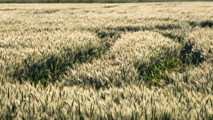 the tractor tracks on the grain field, the barley field with beautiful ears