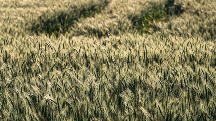 the tractor tracks on the grain field, the barley field with beautiful ears