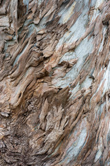 tree bark