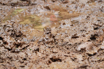Close-up view of muddy road after heavy rain