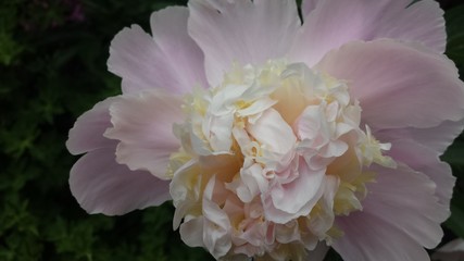 Pink Peony in bloom