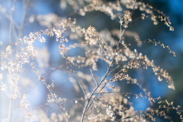 Blurred white wildflowers in the forest with blue sky bokeh background ~WINTERED~