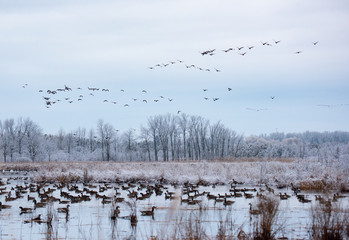 Winter Landscapes in Canada