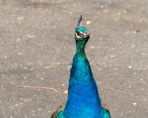 Obraz premium Close Up of Turkey Looking Straight at the Camera