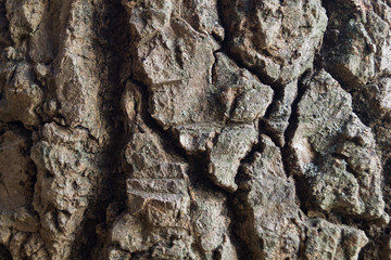  gray embossed bark of an old tree for background