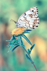 Closeup beautiful butterfly sitting on the flower.