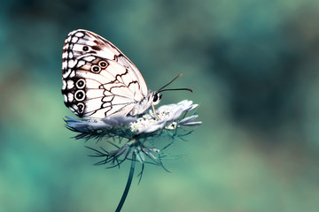 Closeup beautiful butterfly sitting on the flower.