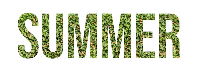 Microgreen font word SUMMER made of cilantro microgreen on white background with paper cut shape of letter. Collection of flora font for your unique decoration in summer