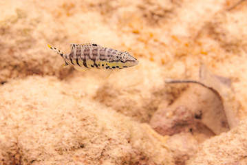 Harlequin Bass (Serranus tigrinus) on a tropical coral reef in Bonaire, Netherlands Antilles.