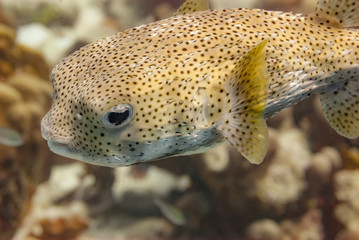 Puffer fish swimming in the waters of Bonaire
