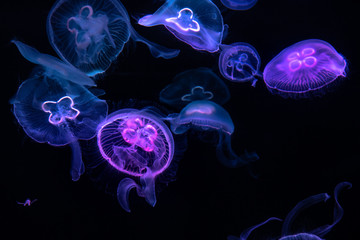 Obraz premium Low key jellyfish sea saltwater tank aquarium ocean life dark water
