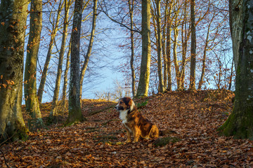brown dog in the forest
