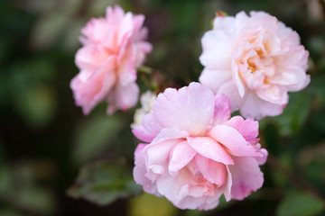 Close up of beauty pink rose with glossy waterdrops isolated on black background