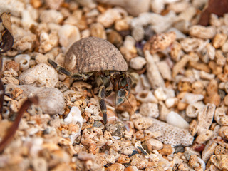 Hermit Crab Walking Along a Beach