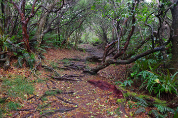 sentier de randonnée à Mafate (île de la Réunion)