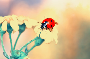 Beautiful ladybug on leaf defocused background