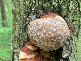Brown toxic poisonous mushrooms with dewdrops on a tree in summer forest