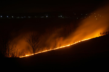 Forest in fire