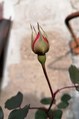 Rosa chinensis  Jacq