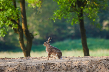 Fototapeta premium feld hase