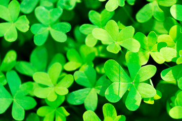 Green natural growing clover shamrocks leaves background. St.Patrick's day holiday symbol