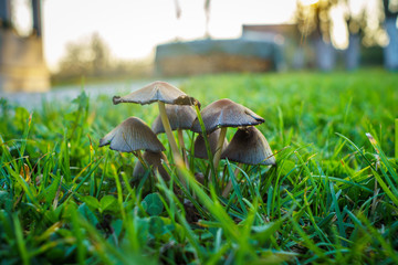mushrooms in the grass