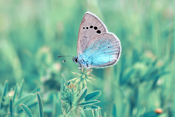 Closeup beautiful butterfly sitting on the flower.