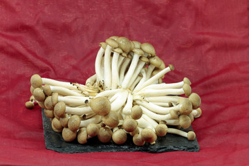 white beech mushrooms