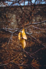 autumn leaves on a tree 