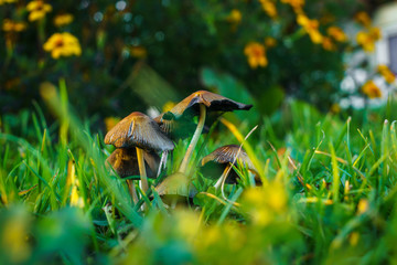 Mushrooms on the grass