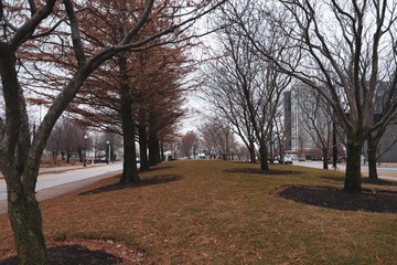 autumn in the park on chicago 