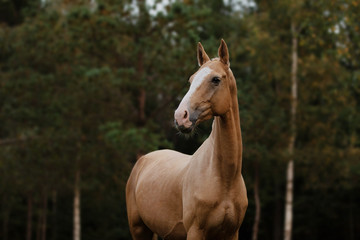 portrait of horse on forest background