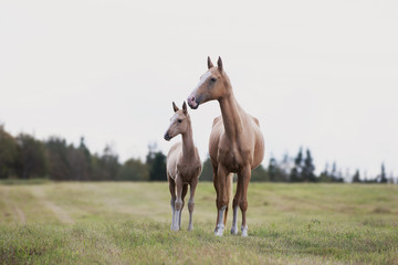 mare with her foal look one way on a summer field
