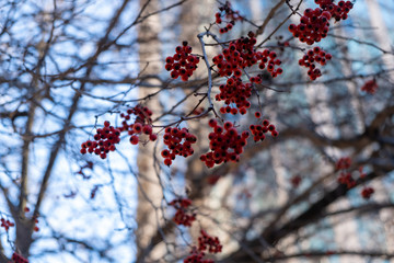 red flowers in the winter 