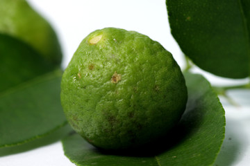 kaffir lime / Citrus × hystrix DC, also known as jeruk purut, one kind of citrus that usually used fo cooking and traditional medicine. Shoot on a white isolated background
