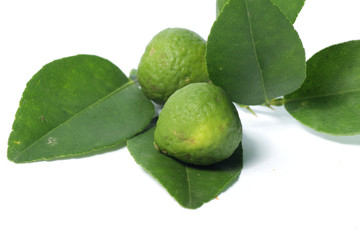 kaffir lime / Citrus × hystrix DC, also known as jeruk purut, one kind of citrus that usually used fo cooking and traditional medicine. Shoot on a white isolated background