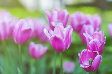 Obraz premium Delicate tulip flowers close-up. Pink with white petals. Tulip field in spring. Colorful gentle spring landscape. Natural soft background for design, free space for text