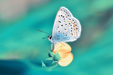 Closeup beautiful butterfly sitting on the flower.