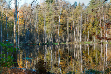 Autumn forest and lake. Picturesque pond in the forest.