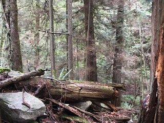 tree trunk / Lighthouse Park, West Vancouver