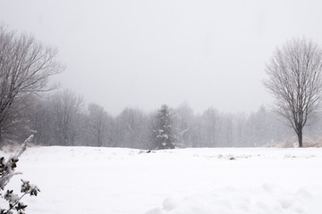 Obraz premium Winter 11