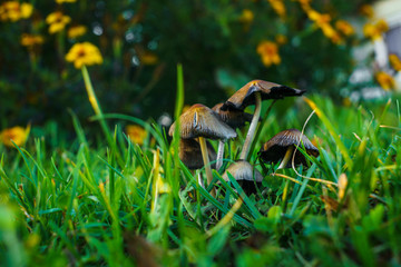 flowers and mushrooms in the grass