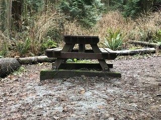 bench in the park / Lighthouse Park / West Vancouver