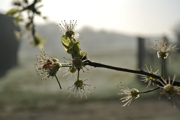 Prunus spinosa  L.