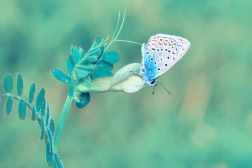 Closeup beautiful butterfly sitting on the flower.